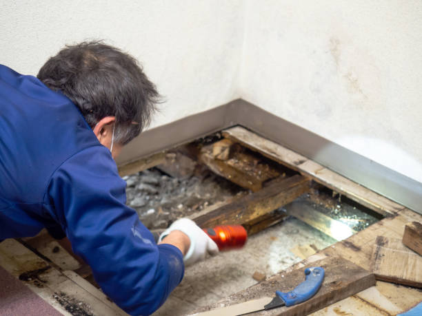 Best HVAC Mold Remediation in Thorofare, NJ