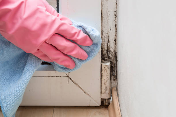 Best Mold Testing and Inspection Services in Thorofare, NJ